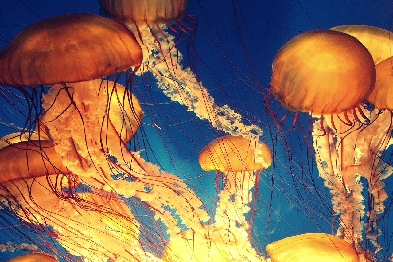 «Lei bianca come la luna…» par Chiara - festival