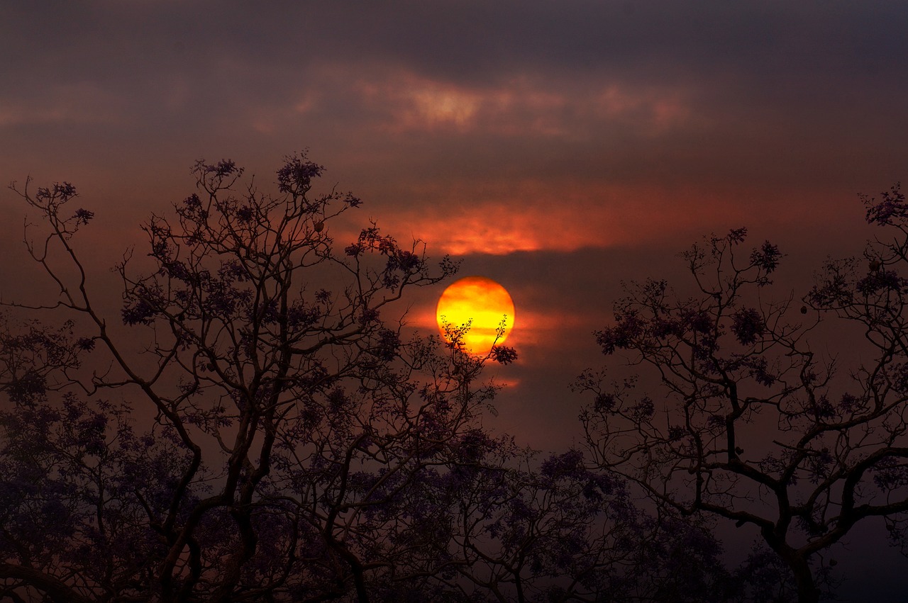 Comment Homo Sapiens a inventé les histoires